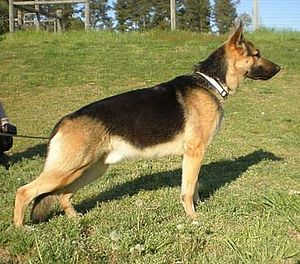 alsatian adoption